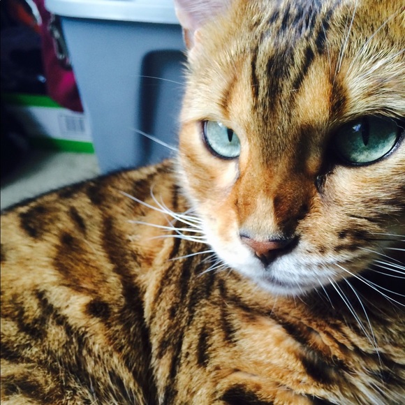 ✨🌸🌵 Meet your Posher, Chelsa 🌝 🌵🌸✨ - Picture 2 of 2